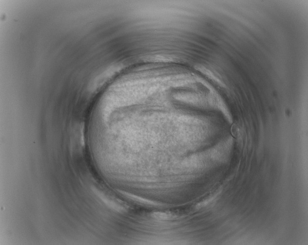 X0000065960302200603172031