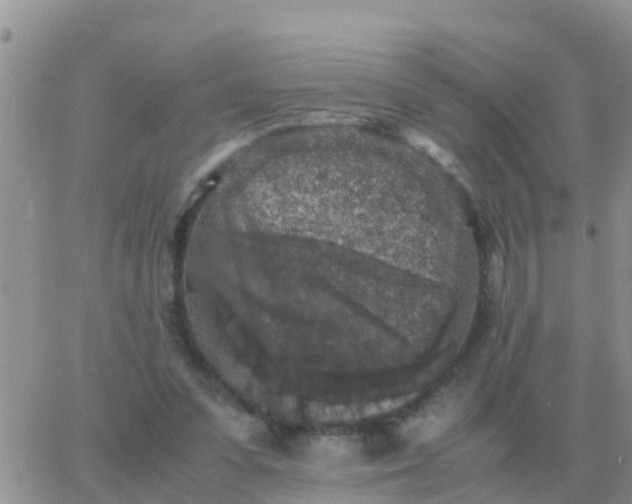 X0000065960303200603172031