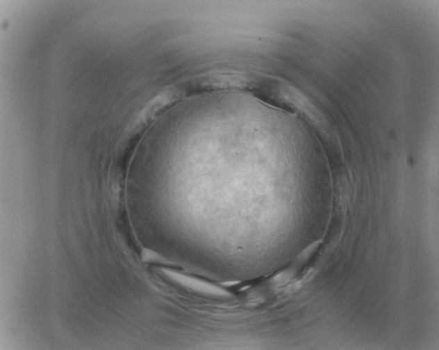 X0000065960309200603172031