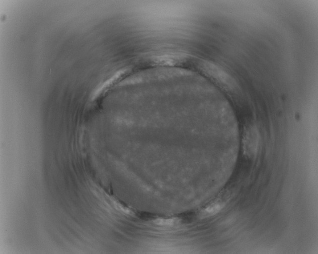 X0000065960314200603172031