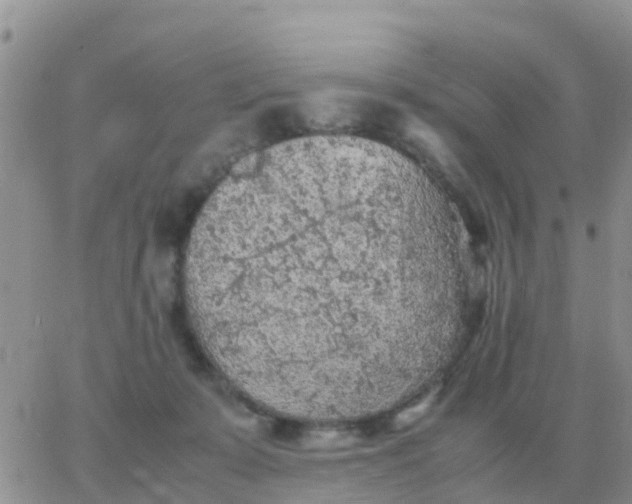 X0000065960319200603172031