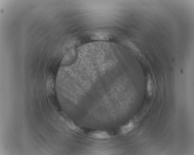 X0000065960322200603172031