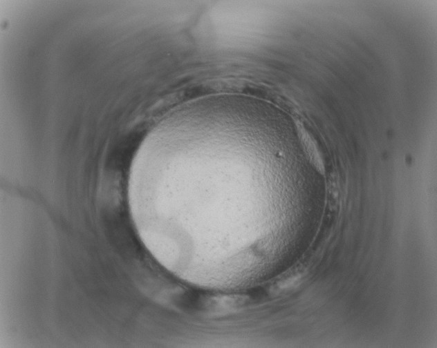 X0000065960323200603172031