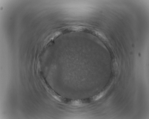 X0000065960325200603172031