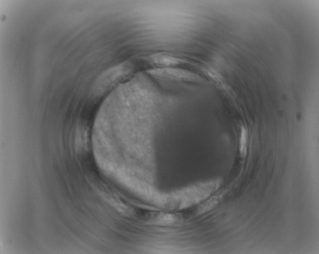 X0000065960330200603172031