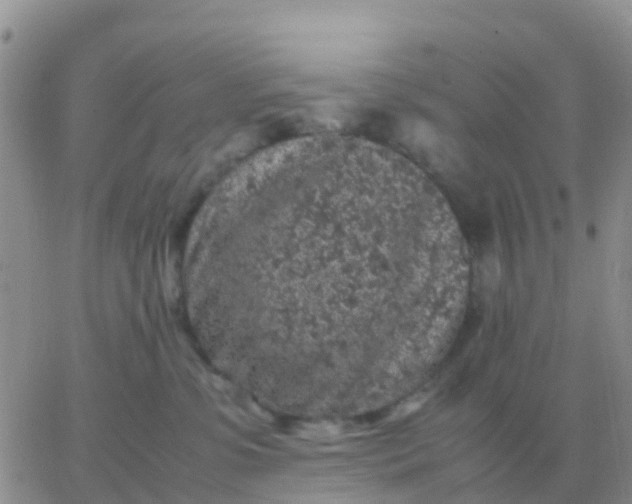 X0000065960331200603172031