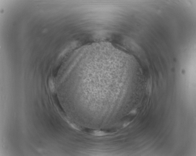 X0000065960335200603172031