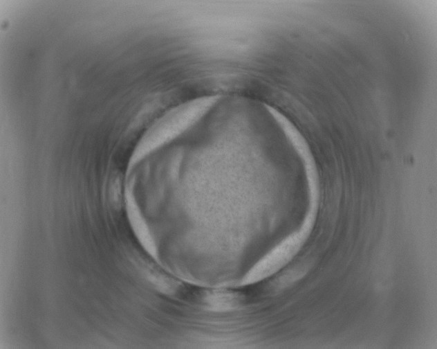 X0000065960336200603172031