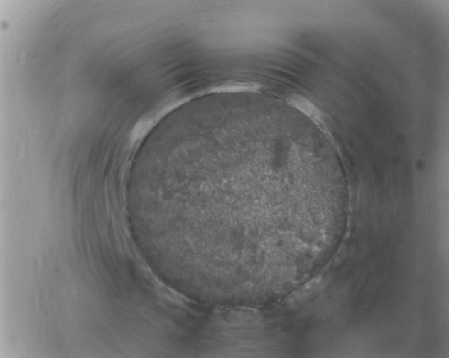 X0000065960337200603172030