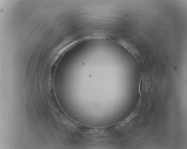 X0000065960338200603172030