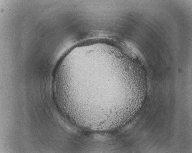 X0000065960346200603172030