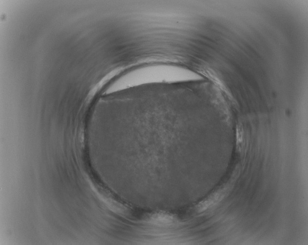 X0000065960348200603172030