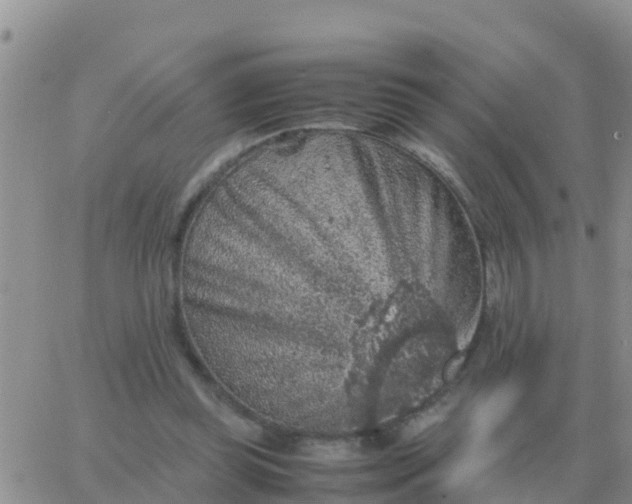 X0000065960349200603172030