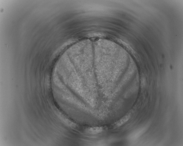 X0000065960353200603172030