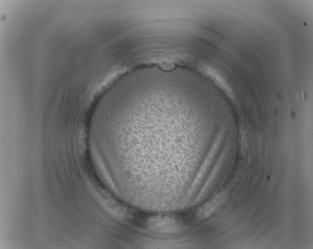 X0000065960354200603172030