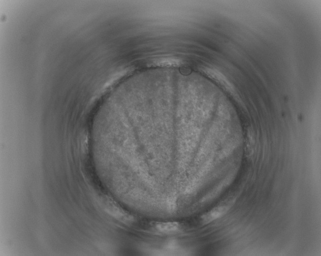 X0000065960355200603172030