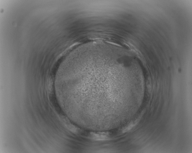 X0000065960359200603172030