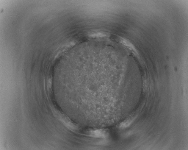 X0000065960365200603172030