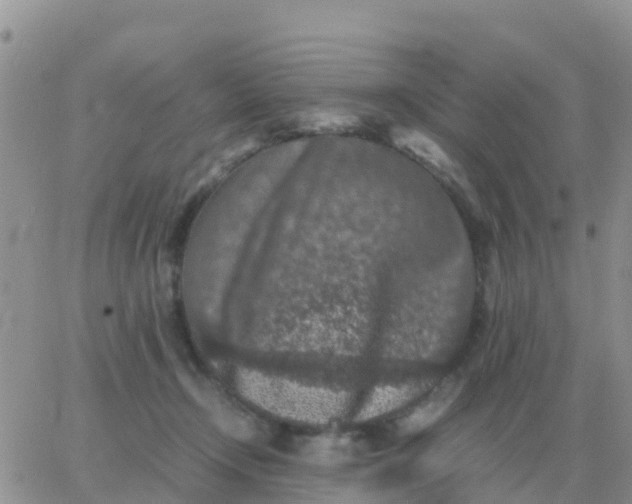 X0000065960366200603172030