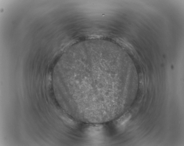 X0000065960369200603172030