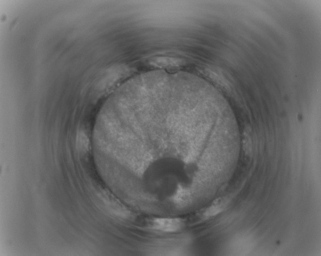 X0000065960371200603172030