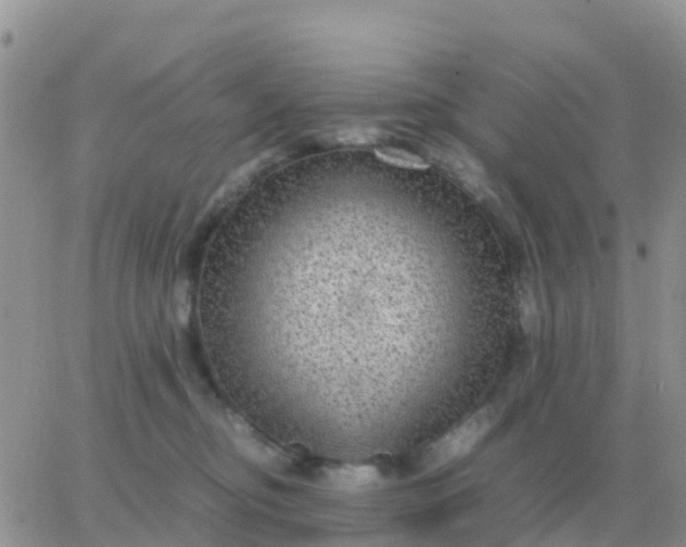 X0000065960374200603172030