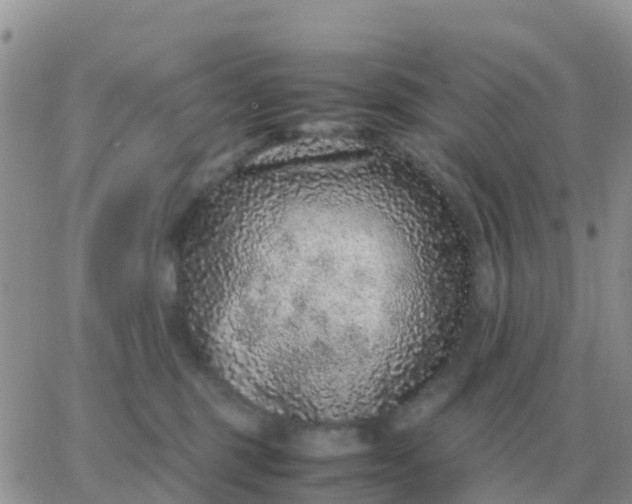 X0000065960375200603172030