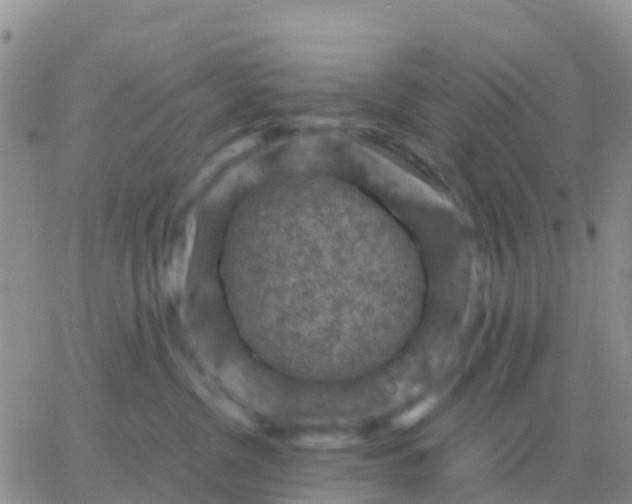 X0000065960380200603172030