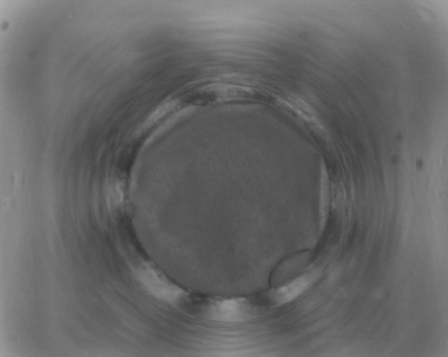 X0000065960382200603172030