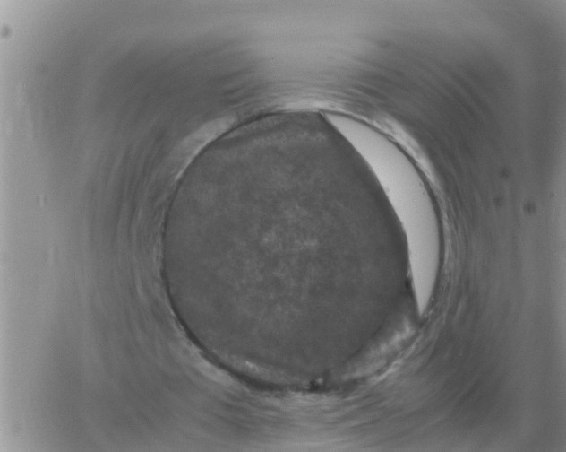 X0000065960385200603172030