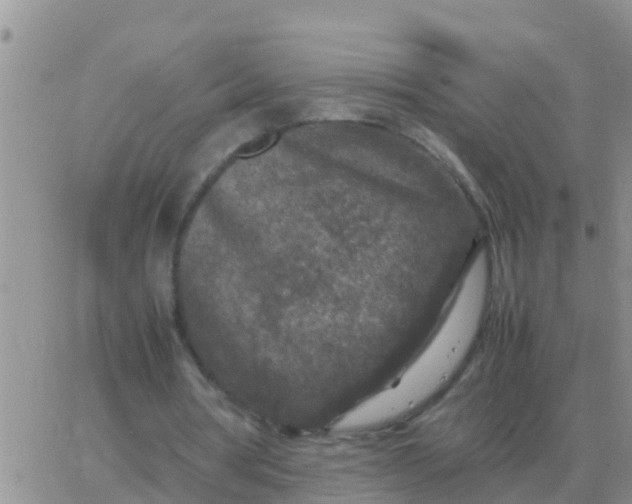 X0000065960386200603172030