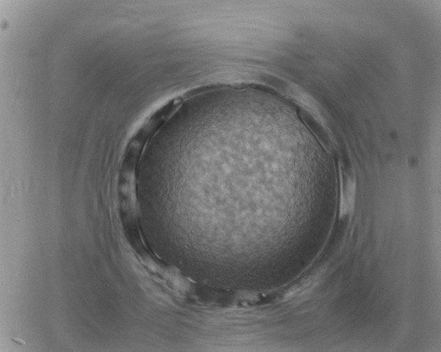 X0000065960387200603172030