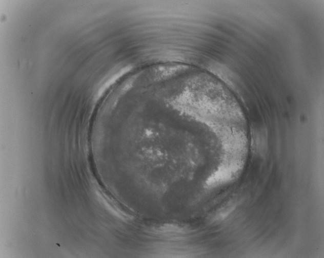 X0000065960390200603172030