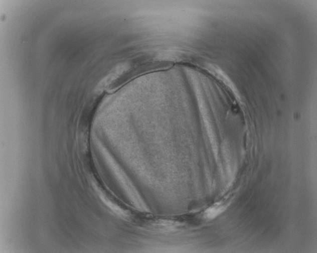 X0000065960393200603172030