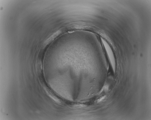 X0000065960397200603172030