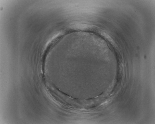 X0000065960399200603172030