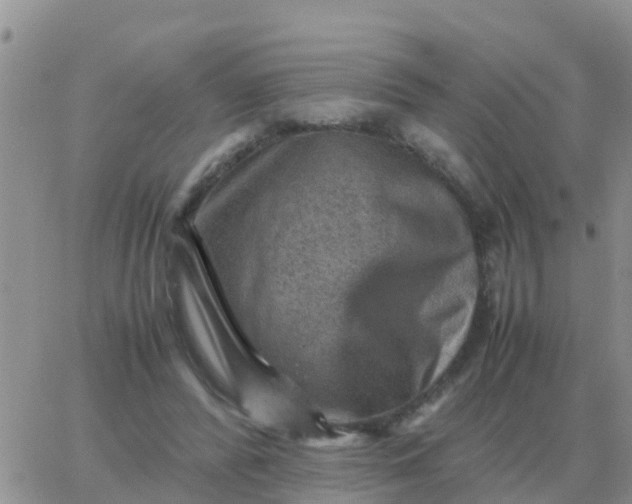 X0000065960400200603172030