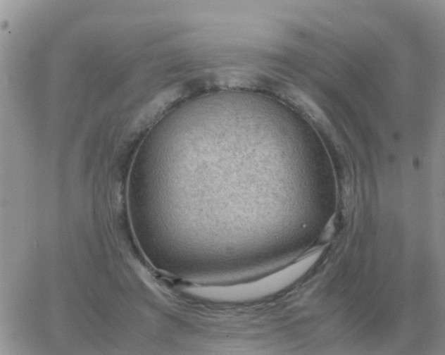 X0000065960401200603172029