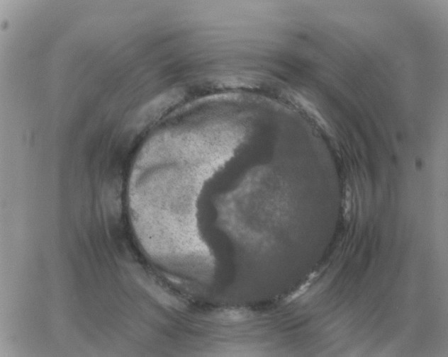 X0000065960402200603172029