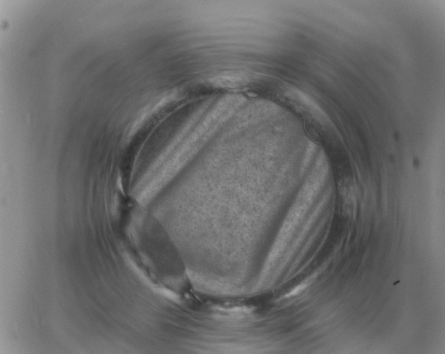 X0000065960404200603172029