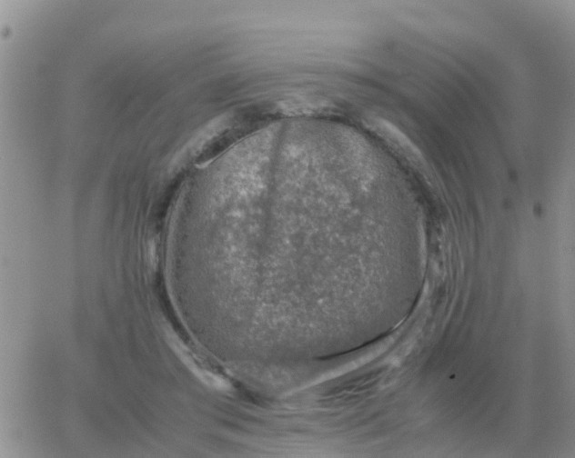 X0000065960405200603172029