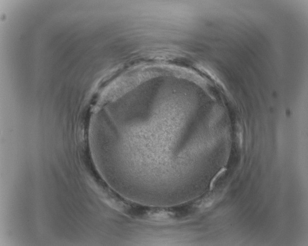 X0000065960407200603172029