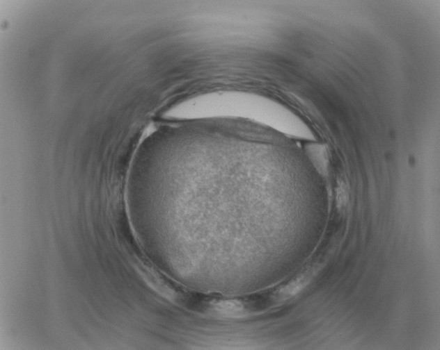 X0000065960409200603172029