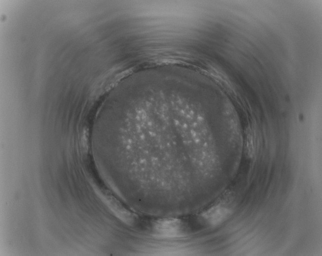 X0000065960410200603172029