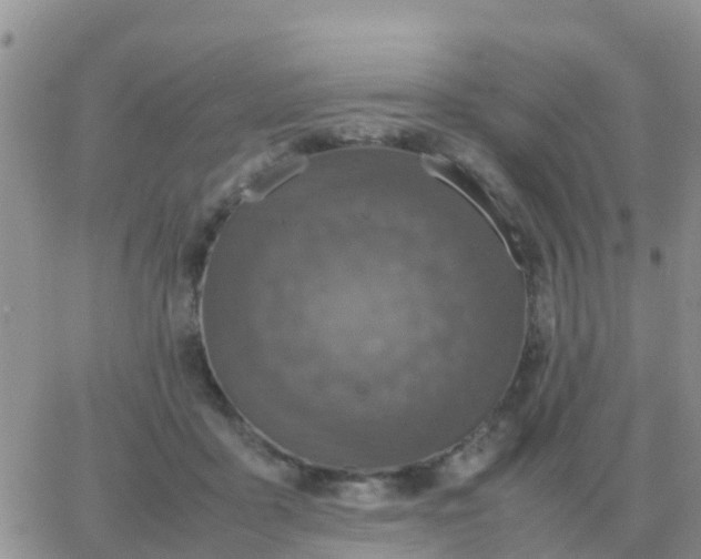 X0000065960411200603172029