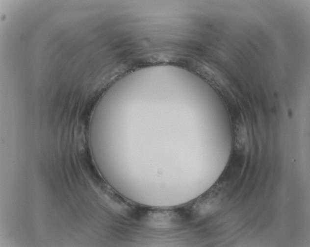 X0000065960414200603172029