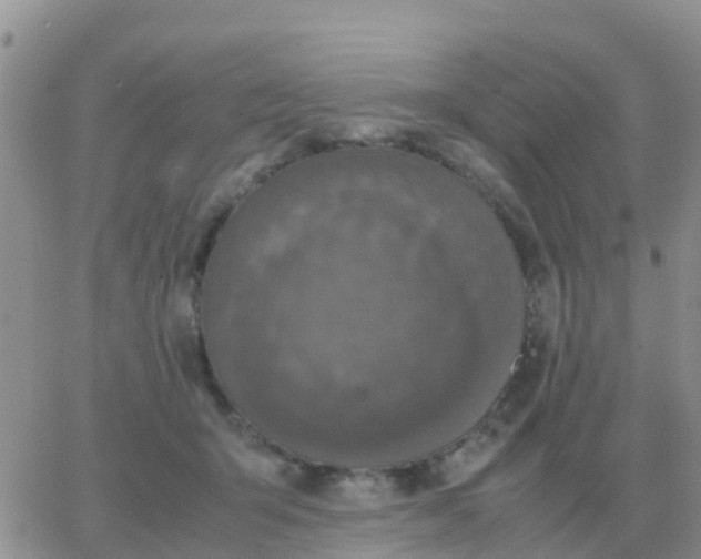 X0000065960415200603172029