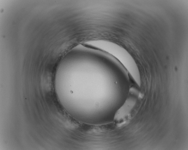 X0000065960416200603172029