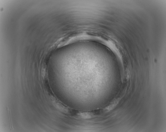 X0000065960417200603172029