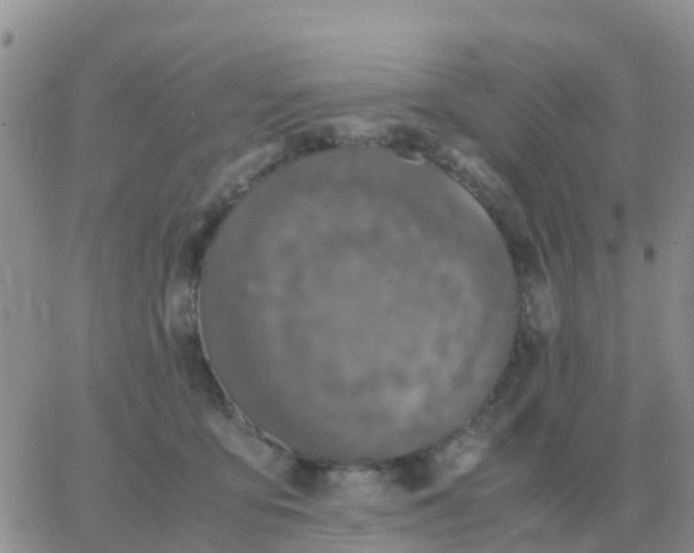 X0000065960419200603172029